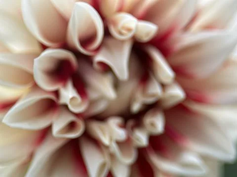 Close macro shot of a flower Stock Photos