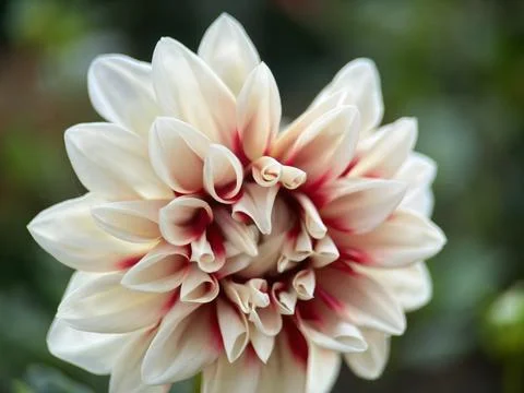 Close macro shot of a flower Stock Photos
