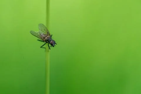 Close-up macro shot of a fly perched on strand of green grass Stock-Fotos