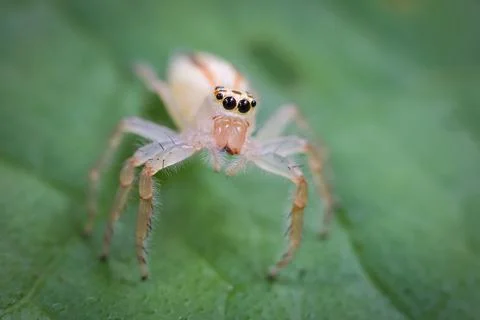 Close up macro shot of forest spider on leaf . Stock Photos