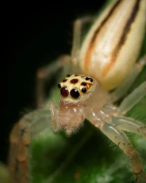 Close up macro shot of forest spider on leaf. Stock Photos