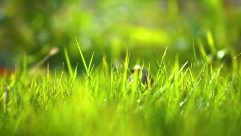 Close-Up Macro Shot of Fresh Green Grass in Soft Natural Outdoor Light Stock Footage 341870644