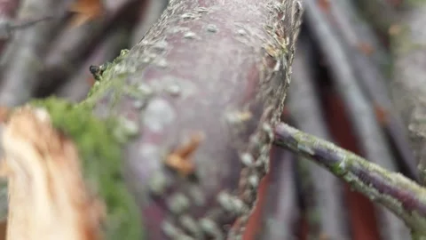 Close-up macro shot of a freshly cut tree branch showing wood texture and mossy Stock Footage 337052655