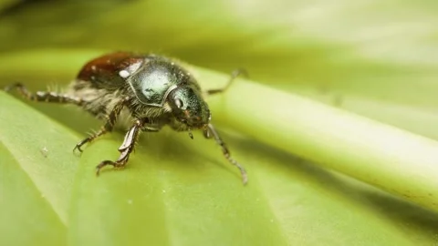 Close-up macro shot of a garden chafer (Phyllopertha horticola) Stock Footage 319131073