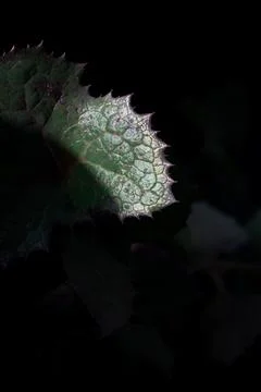 Close-up macro shot of a grass leaf isolated in dark.  Fotos Stock