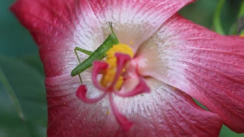 Close up macro shot of a Grasshopper feeding on pollen from a red hibiscus Stock Footage 237348838