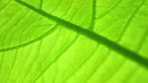 A close-up macro shot of a green leaf reveals intricate vein patterns. Video stock 277244677