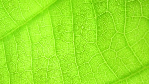 A close-up macro shot of a green leaf. Stock Footage 277244753