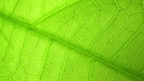 A close-up macro shot of a green leaf reveals intricate vein patterns. Video stock 277244849