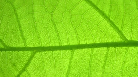 A close-up macro shot of a green leaf. Stock Footage 277244906