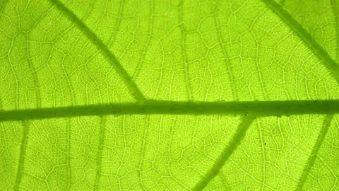 A close-up macro shot of a green leaf reveals intricate vein patterns. Video stock 277244926