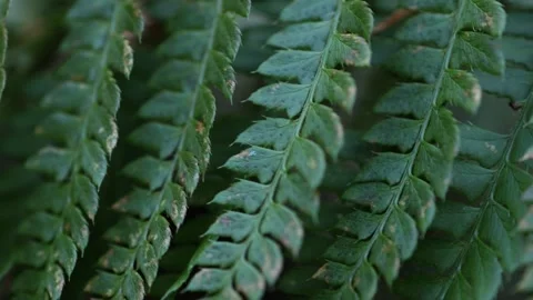 Close up macro shot of a green leaves Stock Footage 301456476