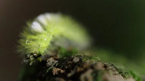 Close-up macro shot of the head of a moth caterpillar (Calliteara pudibunda) Stock Footage 162925016
