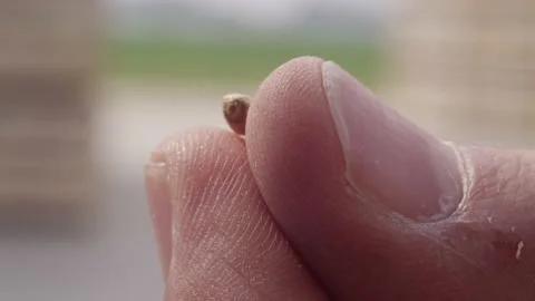 Close up macro shot on hemp seed held in farmers fingers Stock Footage 165471359