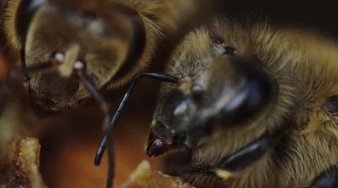 Close up macro shot of honey bee faces - Drones in a hive Stock Footage