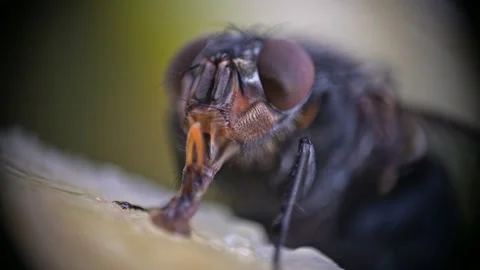 Close-up Macro Shot of a Housefly's Proboscis Feeding Stock Footage 313163821