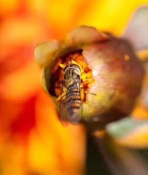 Close-up macro shot of a hoverfly feeding on an orange flower bud against a Stock Photos