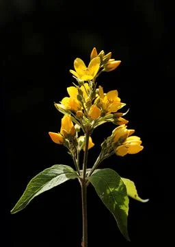 A close up macro shot of Hypericum perforatum which show it's all details Stock Photos