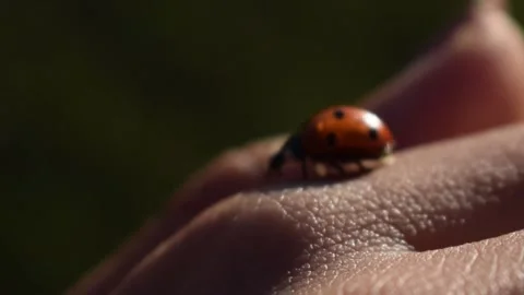 Close-Up Macro Shot of a Ladybug Flying Off of Hand Stock Footage 146560707