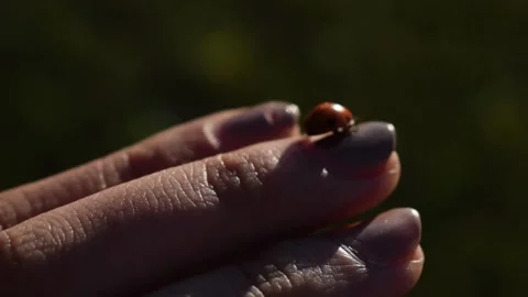 Close-Up Macro Shot of a Ladybug Walking on Hand Stock Footage 146560706