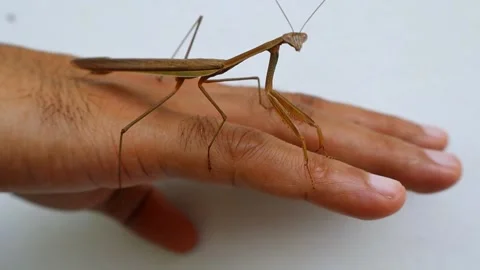 Close-up macro shot of a large brown praying mantis crawling on a human hand. Stock Footage 345766680