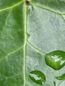 Close macro shot of a leaf Foto stock