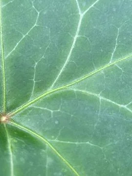 Close macro shot of a leaf Stock Photos