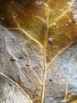 Close macro shot of a leaf Foto stock