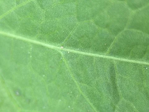 Close macro shot of a leaf Stock Photos