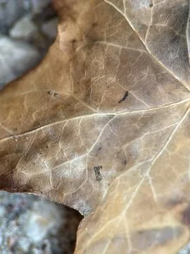 Close macro shot of a leaf Stock Photos