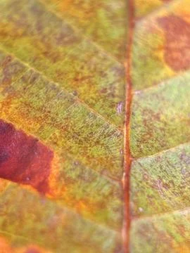 Close macro shot of a leaf Stock Photos