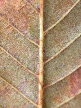 Close macro shot of a leaf Stock Photos