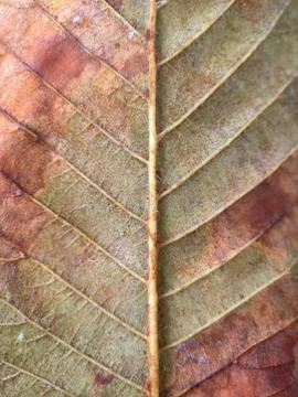 Close macro shot of a leaf Stock Photos