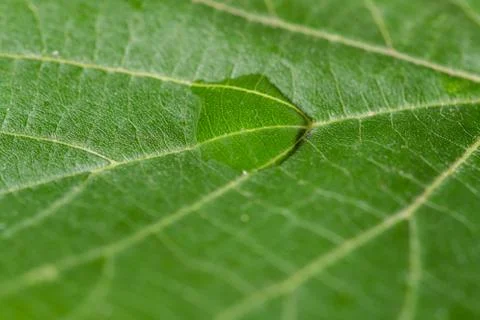 Close up Macro shot of a leaf tree in the middle of a drop of water that glis 写真素材