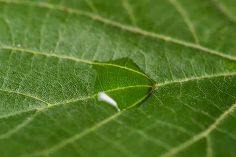 Close up Macro shot of a leaf tree in the middle of a drop of water that glis 库存照片