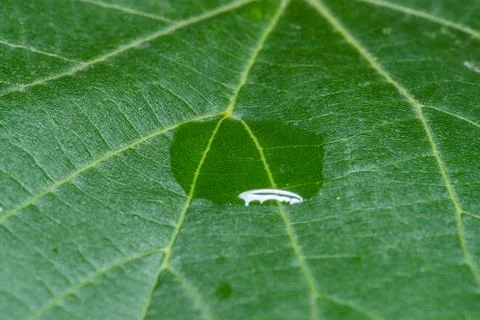 Close up Macro shot of a leaf tree in the middle of a drop of water that glis Photos