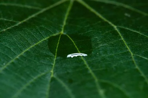 Close up Macro shot of a leaf tree in the middle of a drop of water that glis Stock-Fotos