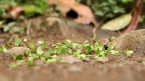Close Up Macro Shot of Leafcutter Ants Carrying Leaves Along the Ground Video stock 95728137