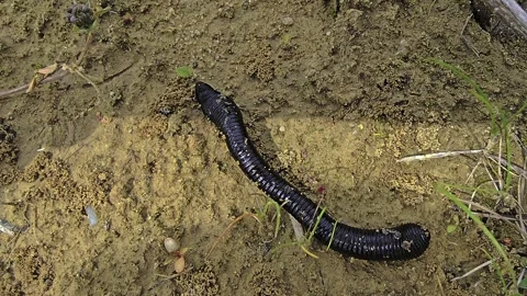 Close macro shot of a leech crawling through damp soil surrounded by vegeta.. Stock Footage 344101352