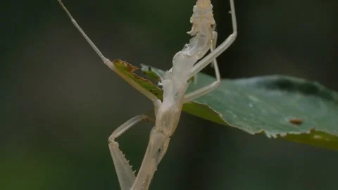 Close-up macro shot of a mantis exoskeleton on a leaf in the Peruvian Amazon Stock Footage 302820736