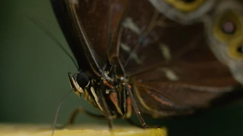 Close up macro shot of Morpho butterfly sucking nectar, ventral view, Costa Rica Vidéo 123721494