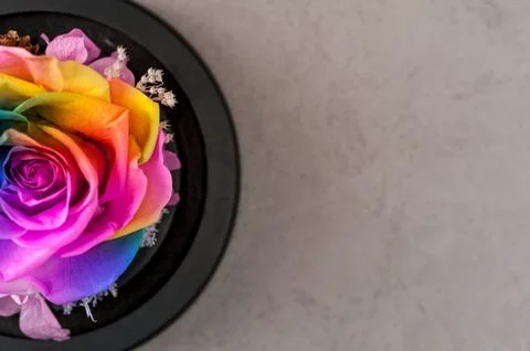 Close up macro shot of multicolored articial rose. Stock Photos
