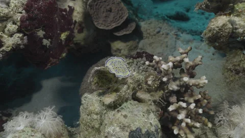 Close-up Macro Shot of a Nudibranch on Coral Reef Stock Footage 336950680