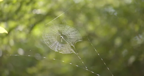 Close Macro Shot of Orbweaver Spider Web Exotic Jungle Mexico Animal Video stock 146801859