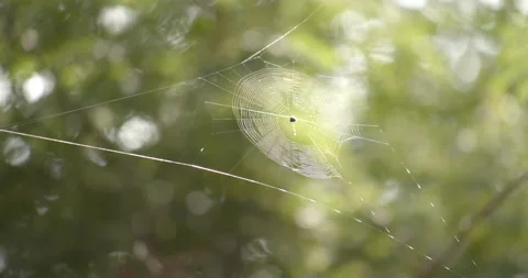Close Macro Shot of Orbweaver Spider Web Exotic Jungle Mexico Animal Vidéo 146801907