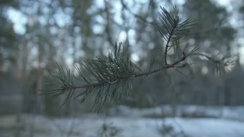 Close up macro shot of pine branch in wintery scene Video stock 146273588