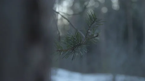 Close up macro shot of pine branch in wintery scene Stock Footage 146273621