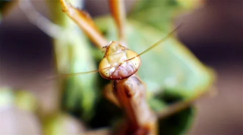 Close up macro shot of a praying mantis head and eyes. Stock Footage 55533187