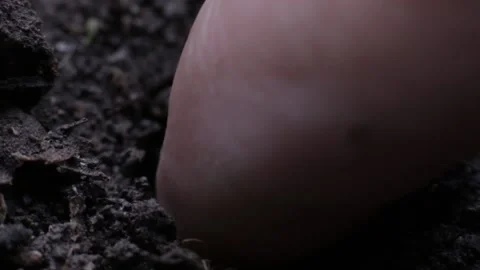 Close-up macro shot of a pumpkin seed being planted on wet earth soil Vídeos de archivo 205518848