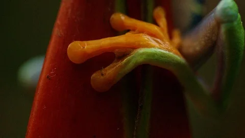 Close up macro shot of red eyed tree frog jumping from plant, Costa Rica Vidéo 123720694
